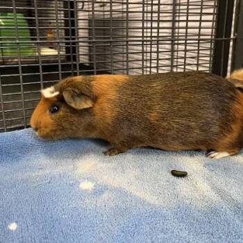Rescue Guinea Pig Guinea Pigs for Adoption in Syracuse, New York - Big Don | PetCurious